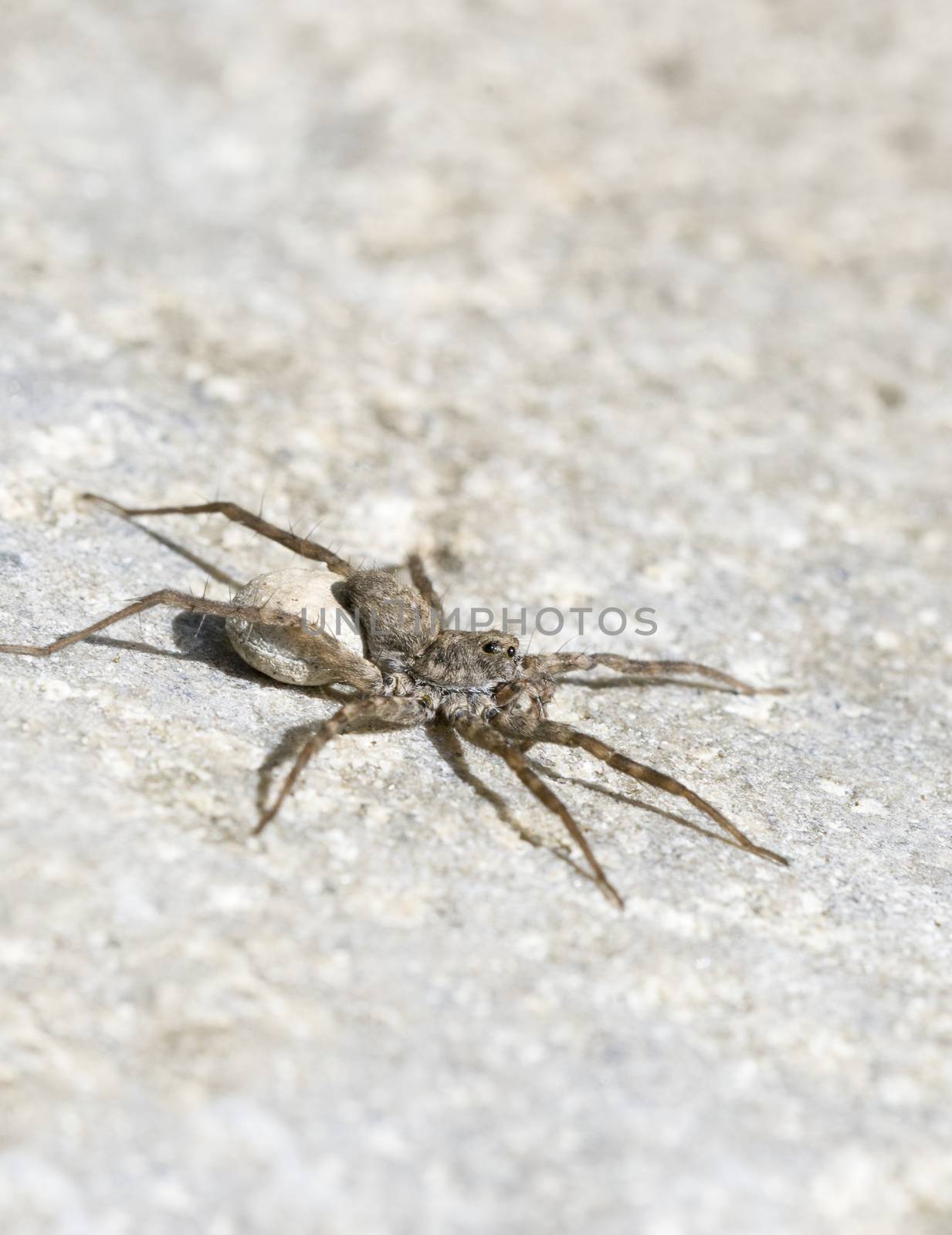 Female Wolf Spider with egg sac by Njean