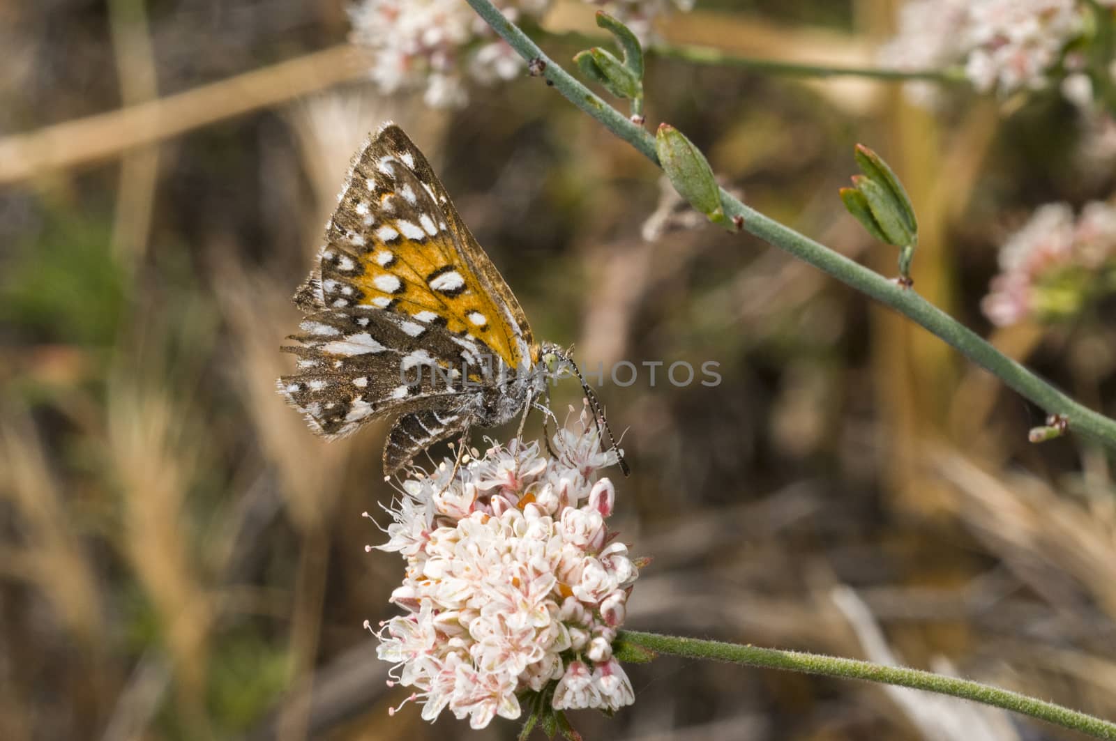 Apodemia virgulti Behr's Metalmark in Camarillo, CA by Njean