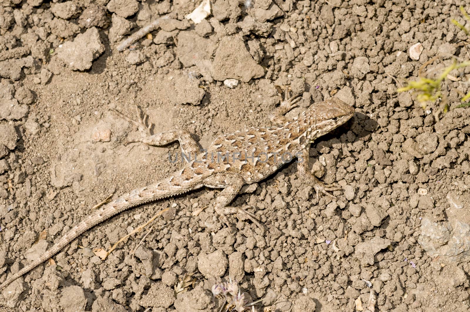 A western fence lizard (Sceloporus occidentalis) blending into g by Njean