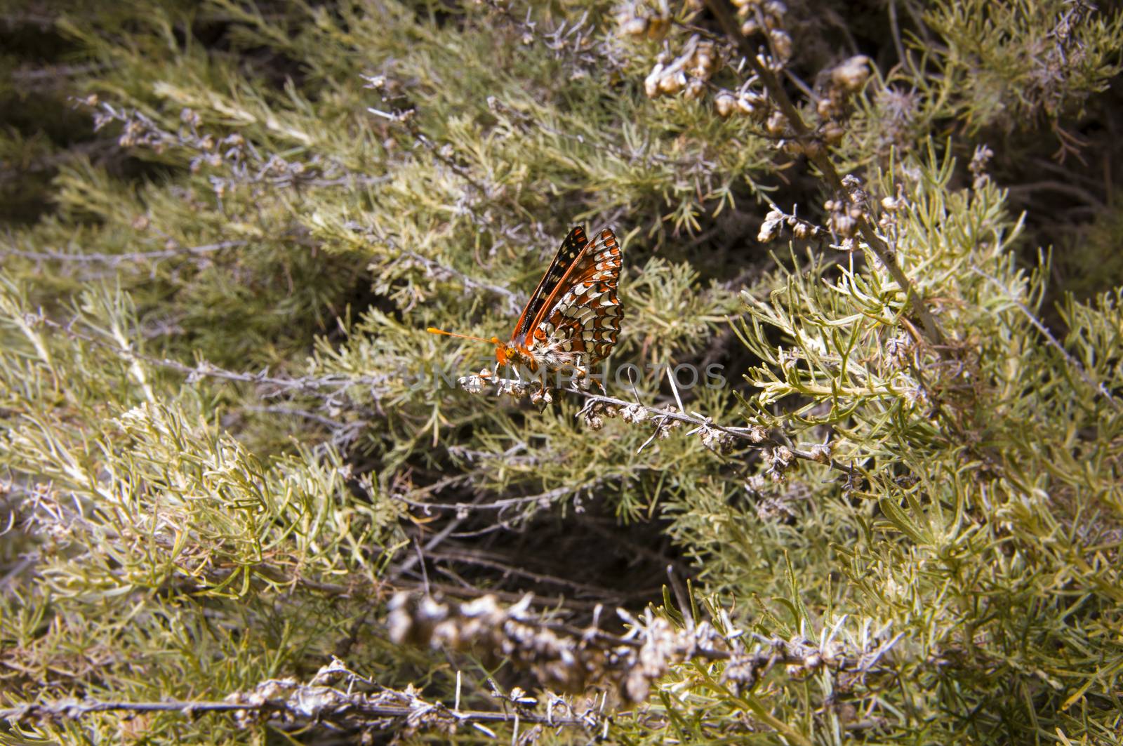 Euphydryas chalcedona Chalcedon  by Njean