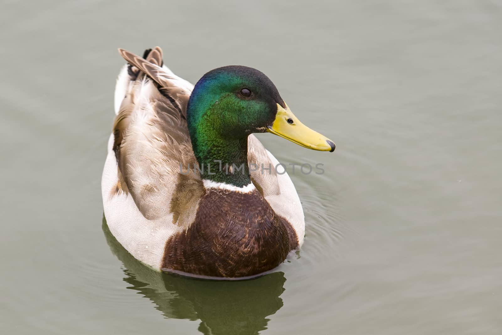 male Mallard (Anas platyrhynchos) duck in Southern California  by Njean