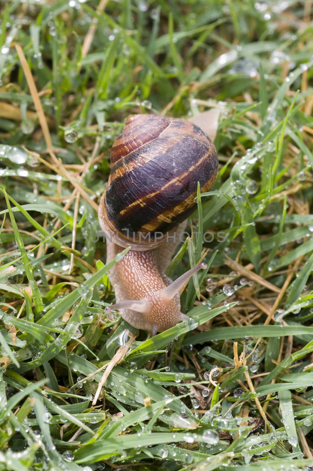 Snail moving on wet grass after rain by Njean