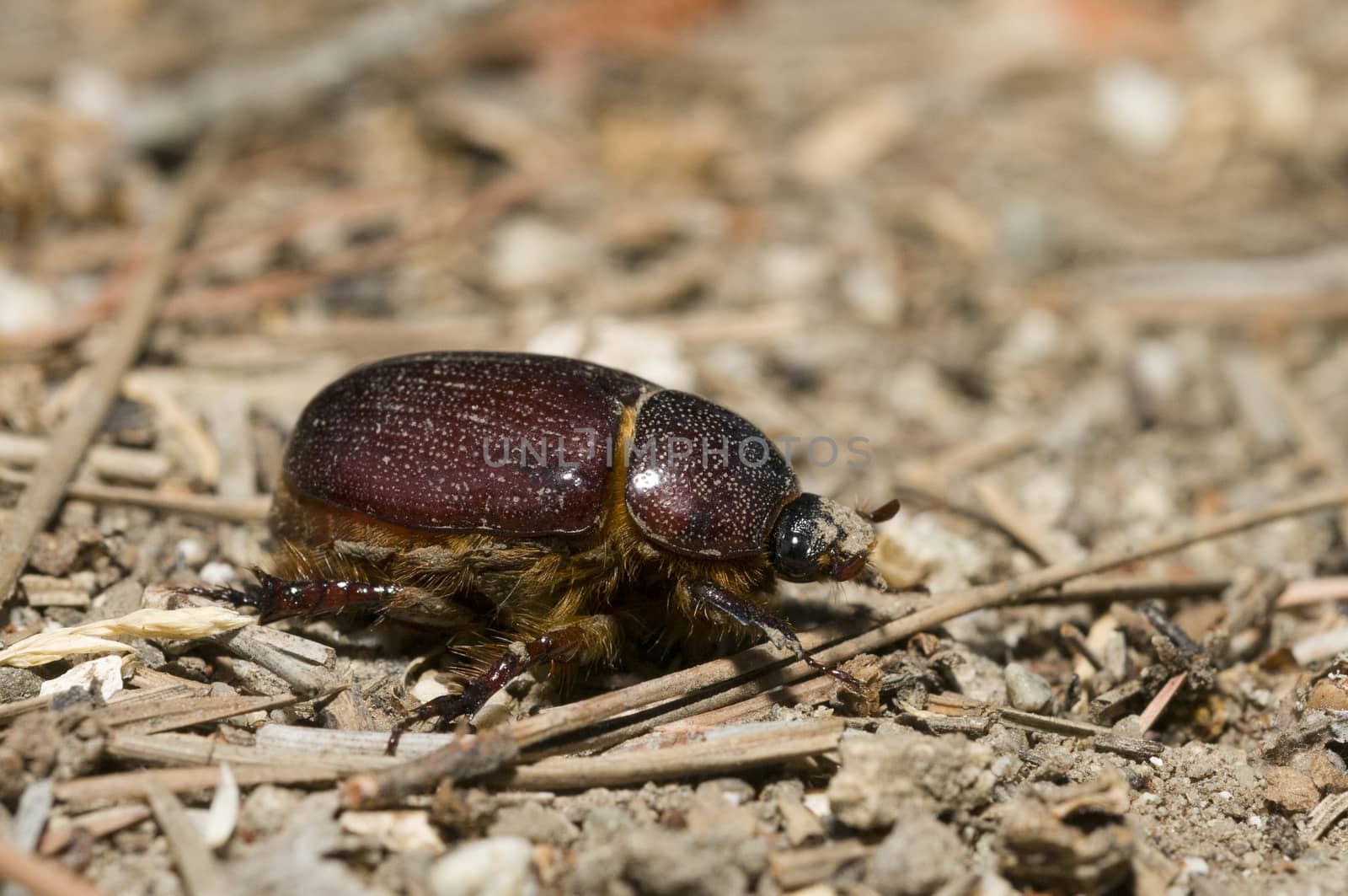 Geotrupidae, earth-boring dung beetle in Southern California by Njean
