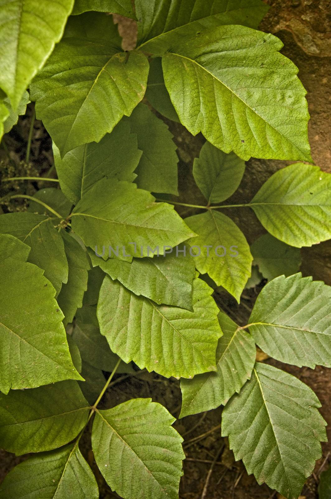 Poison Ivy (Toxicodendron radicans) by Njean