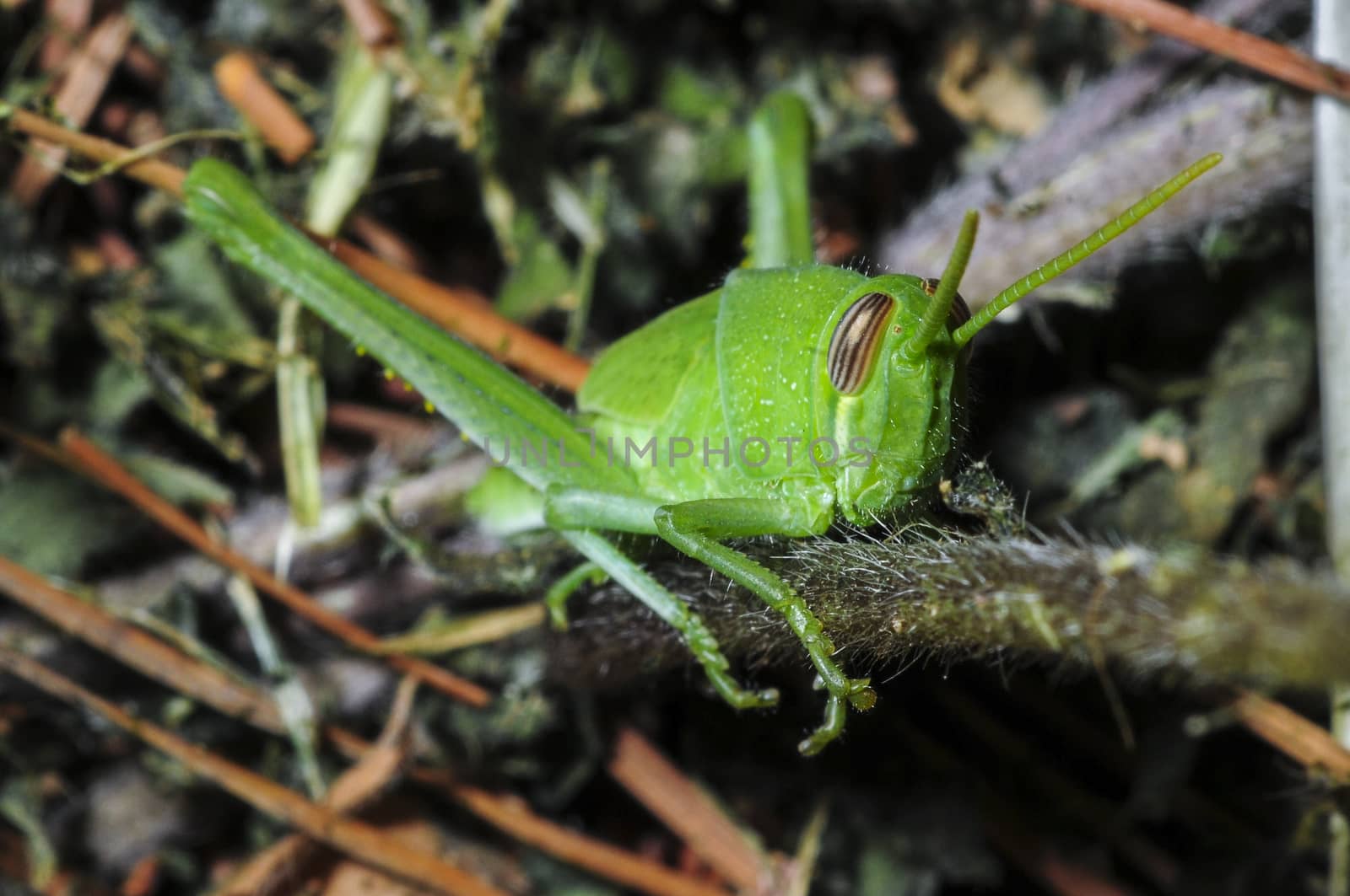 Grasshopper closeup in habitat