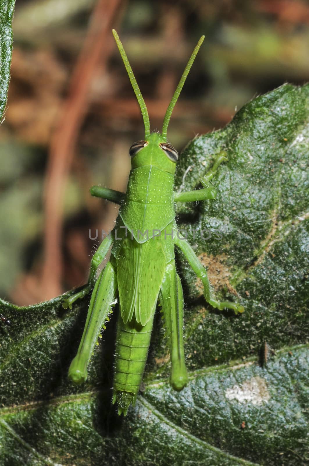 Full-body photo of grasshopper in habitat by Njean