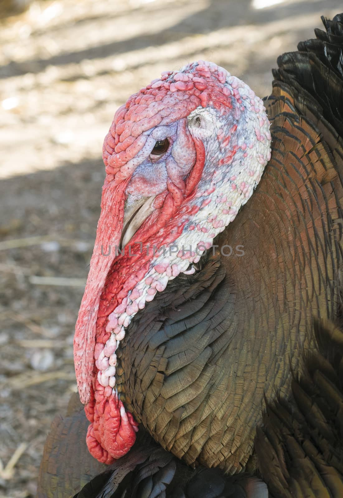 Closeup of Turkey head with with snood, wattle, and caruncle by Njean