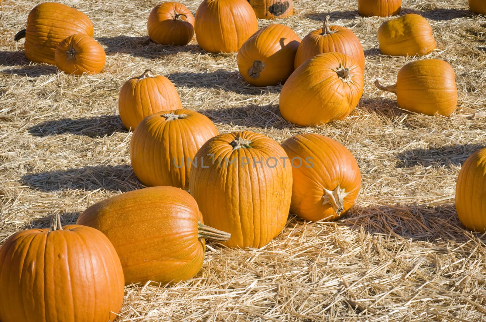 Scattered pumpkins in field by Njean