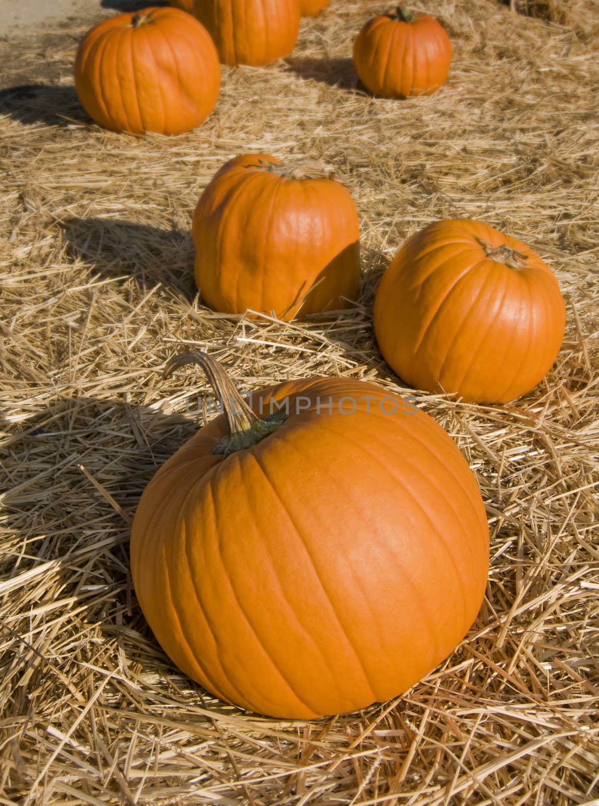 Large pumpkin from Fall harvest by Njean