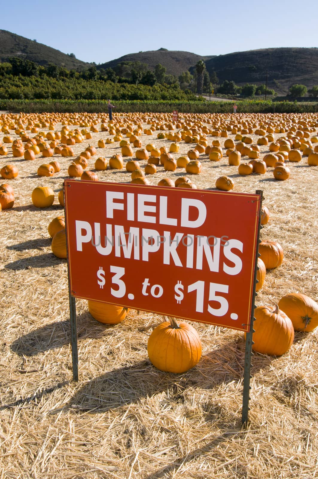 Field pumpkins for sale at farm harvest festival