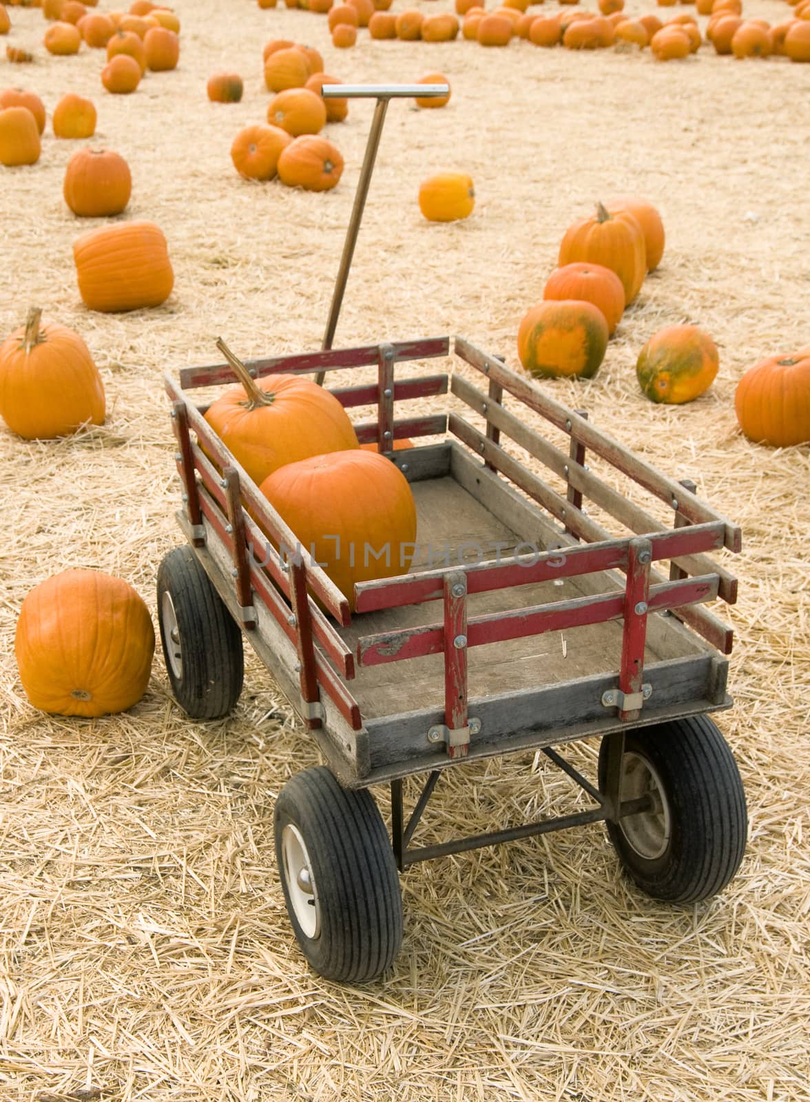 Pumpkins in red wagon by Njean