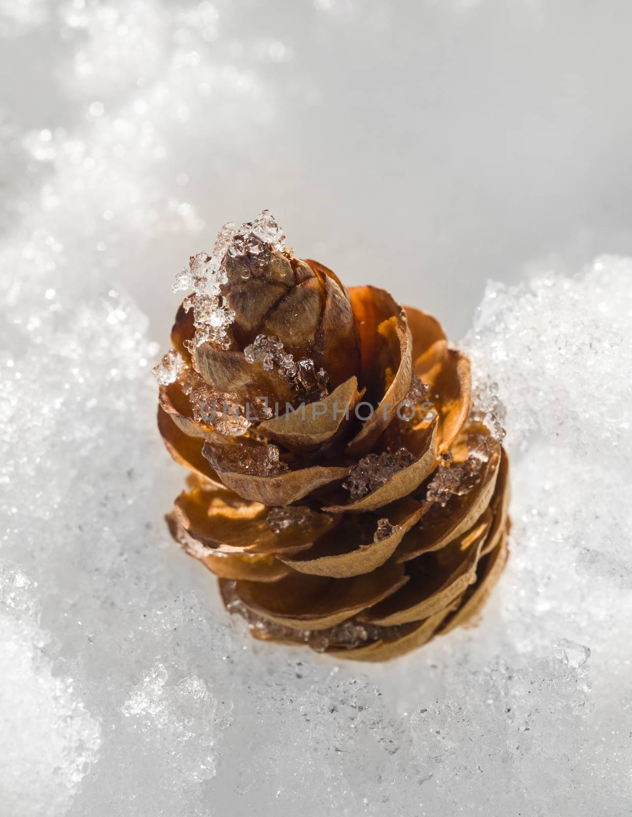 Single pine cone in the snow by Njean
