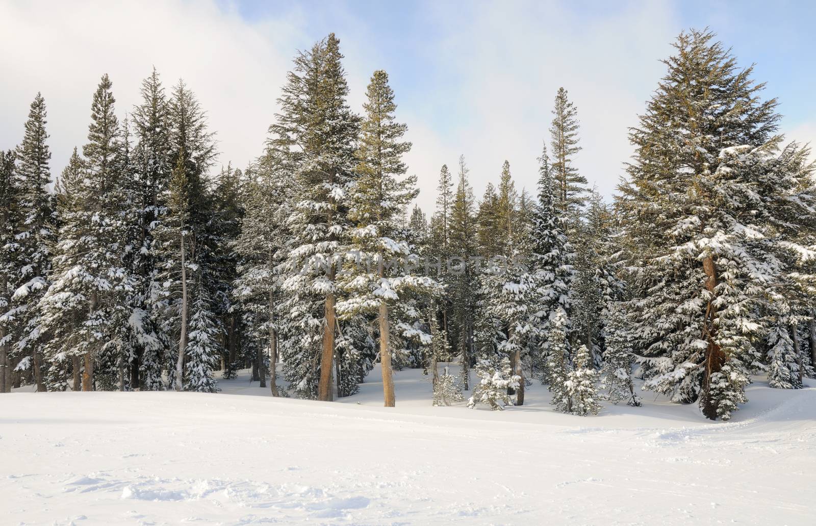 Winter Trees on Mammoth Mountain, CA. by Njean
