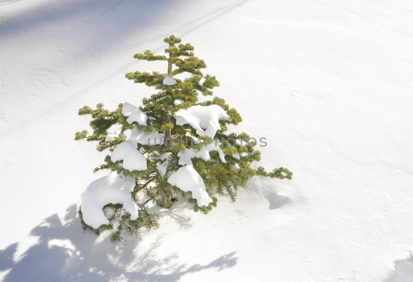 Snow buried Pine tree in California. by Njean