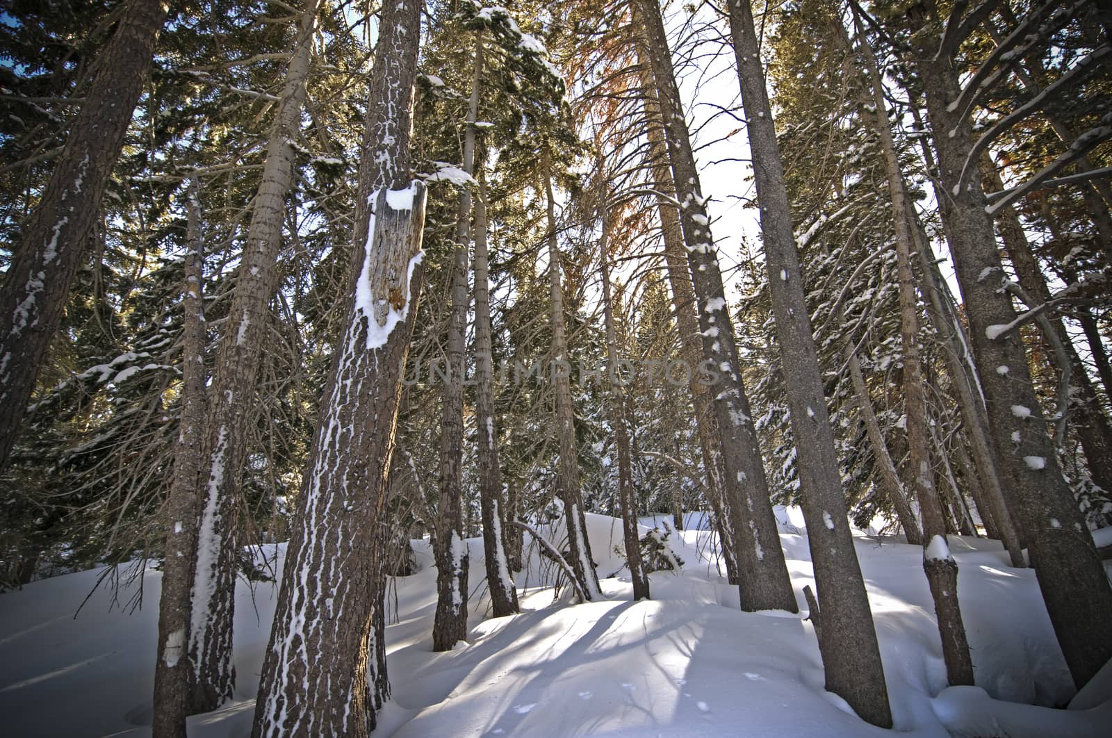 Backlit winter trees in Mammoth Mountain, CA