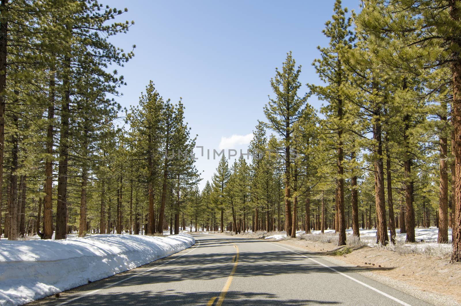 Road through winter forest near Mono Lake, California by Njean
