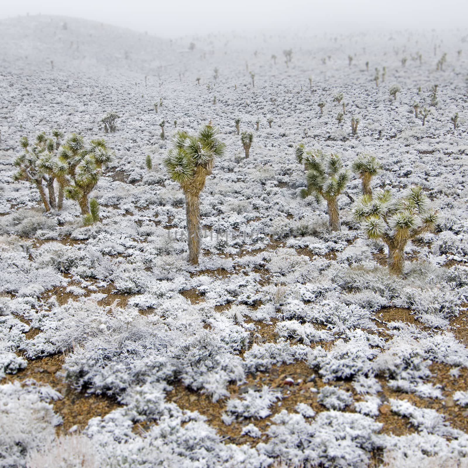 Snow-covered joshua trees in Death Valley National Park, Califor by Njean