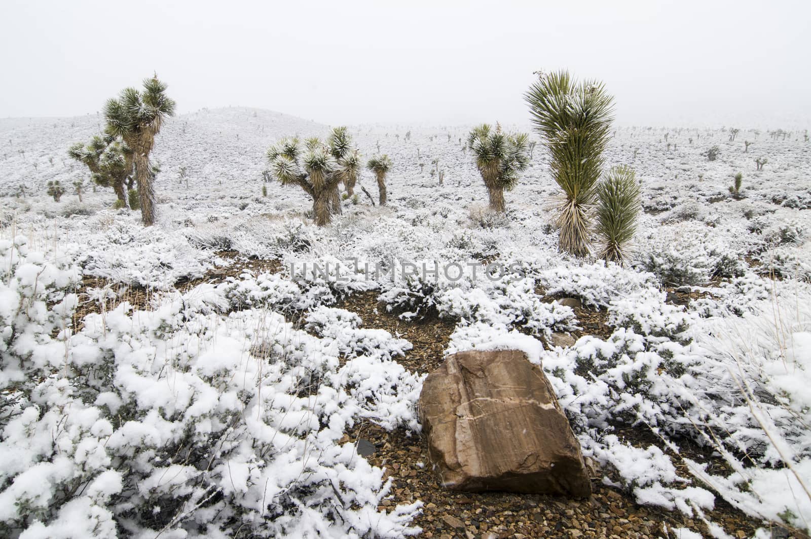 Snow-covered joshua trees in Death Valley National Park, Califor by Njean