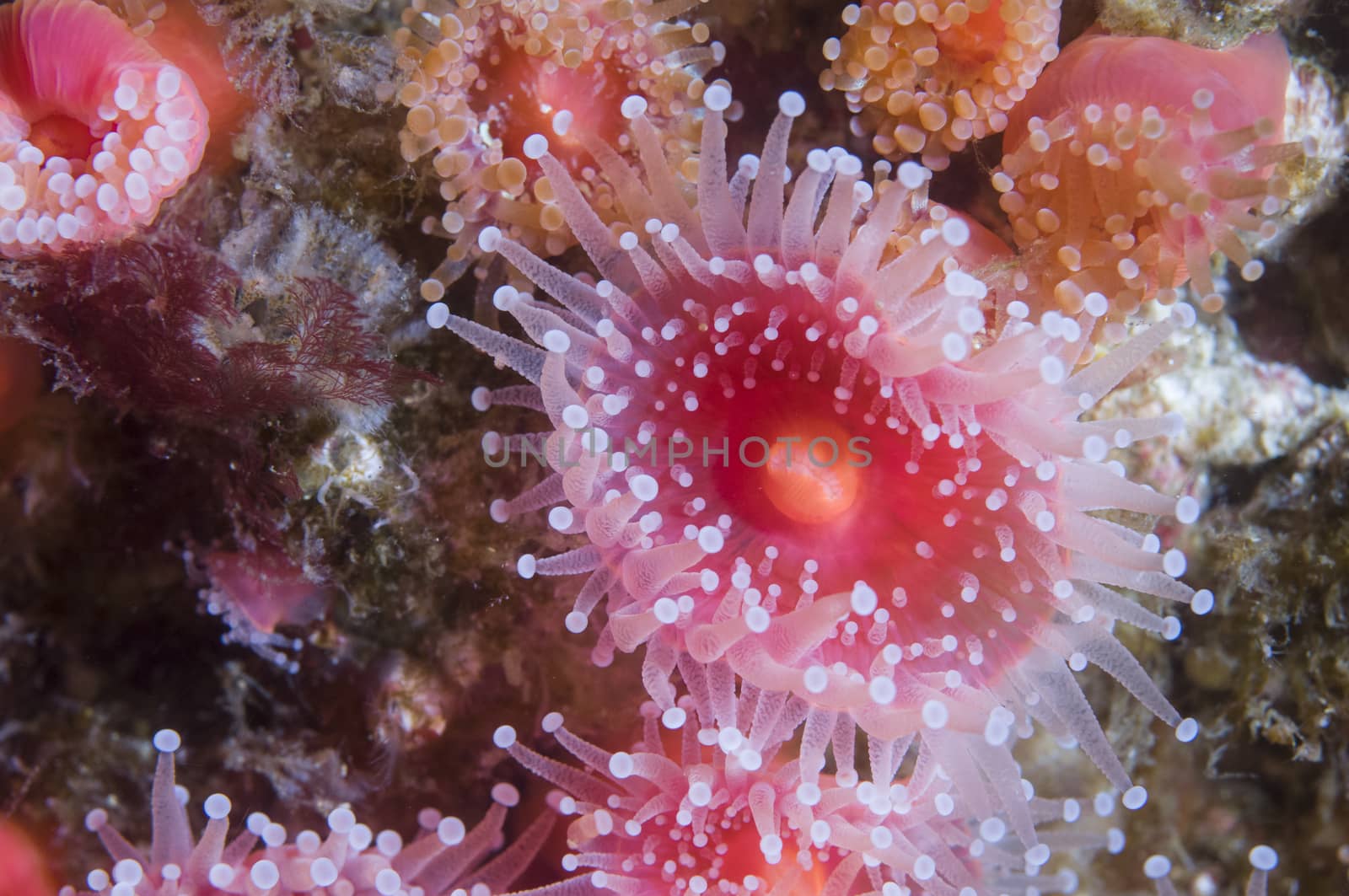 Cup coral off Anacapa Island, California by Njean