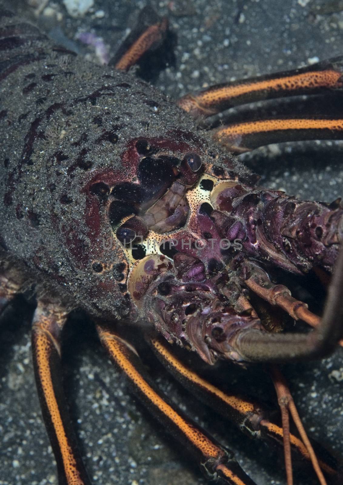 Spiny Lobster (Panulirus interruptus) by Njean