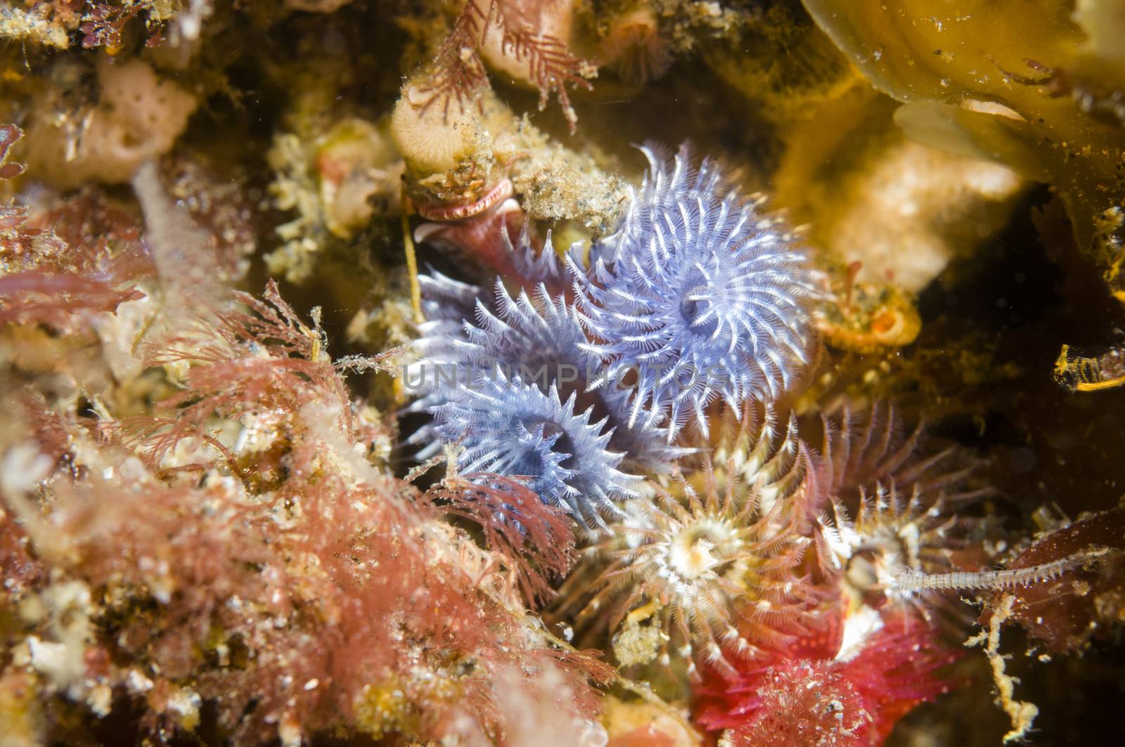 Christmas Tree worm (Spirobranchus spinosus)  by Njean