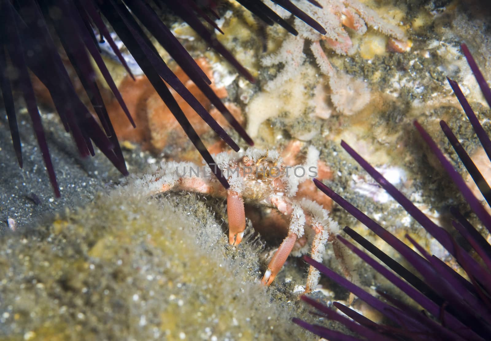 tiny crab hiding among purple sea urchins