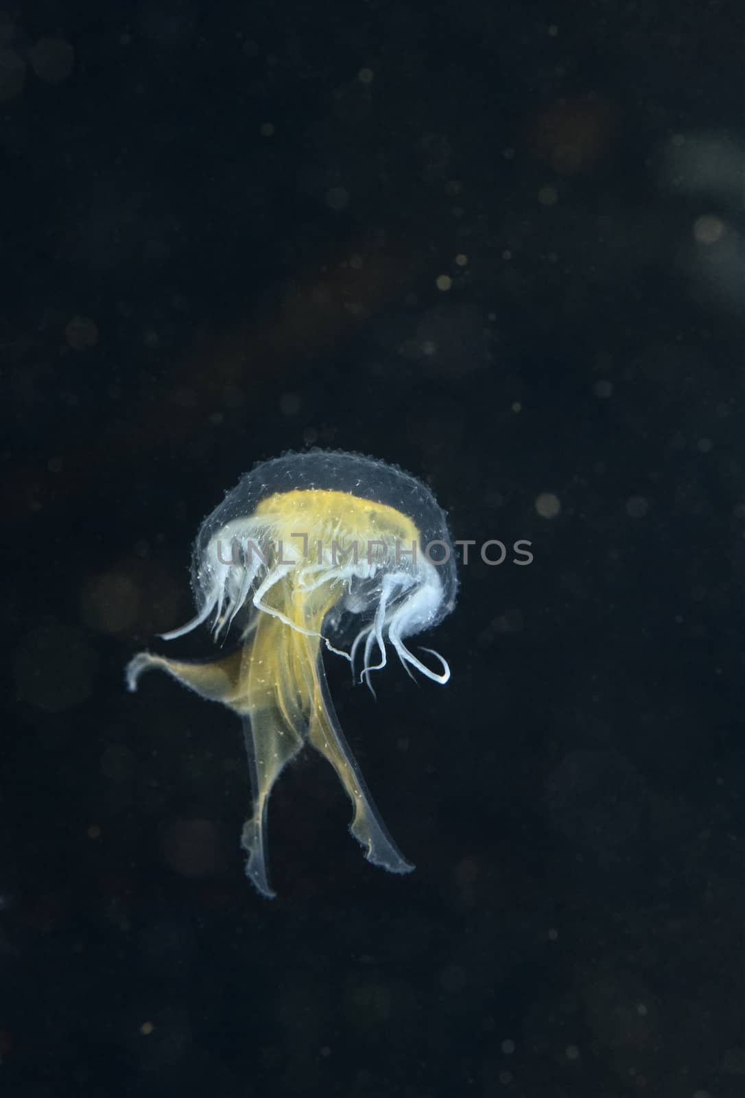 Jellyfish, jellies species off Anacapa Island, CA by Njean