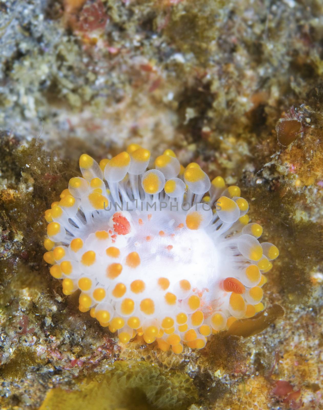 Triopha catalinae (Catalina triopha) (aka clown nudibranch) off  by Njean