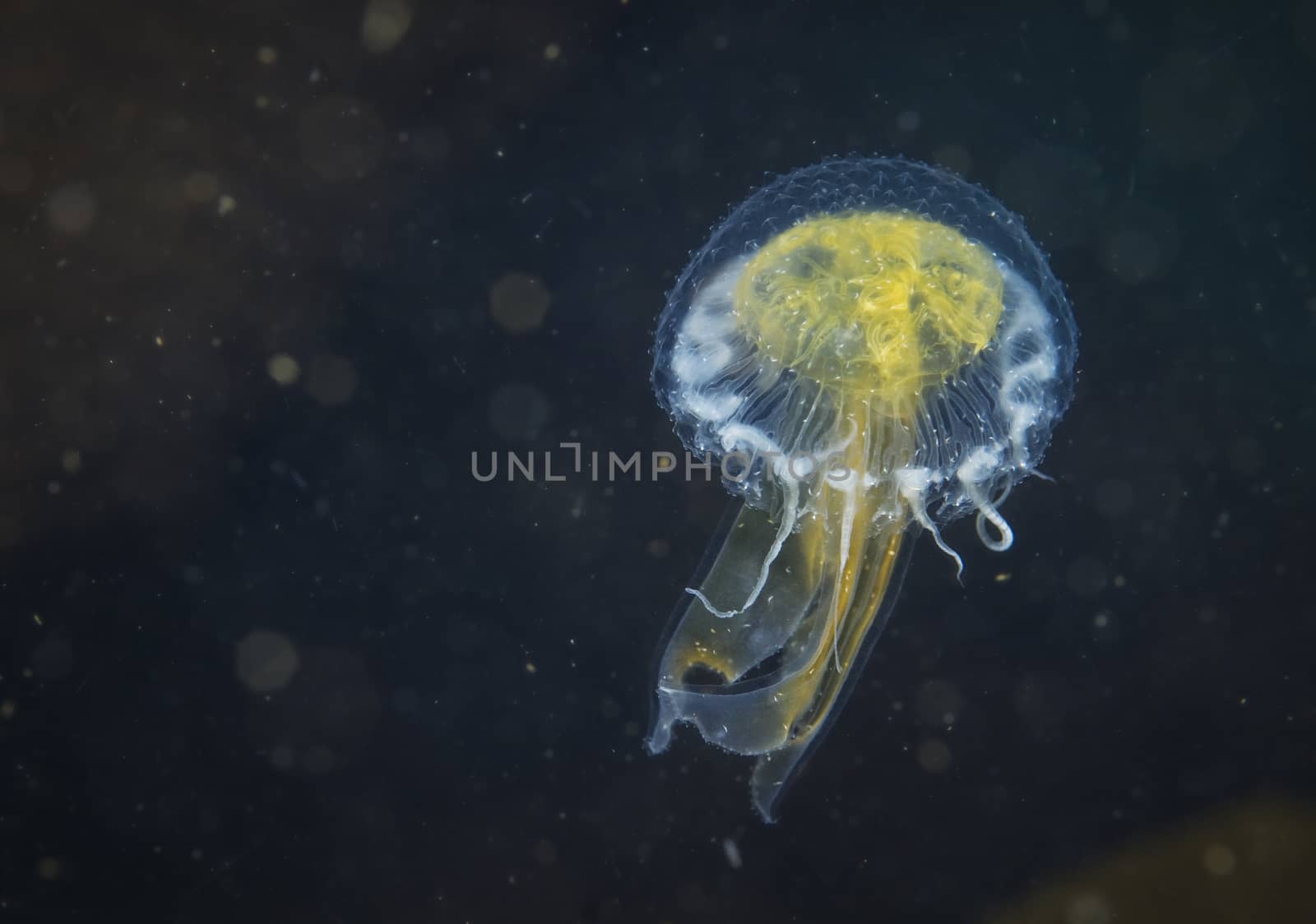 Jellyfish, jellies species off Anacapa Island, CA