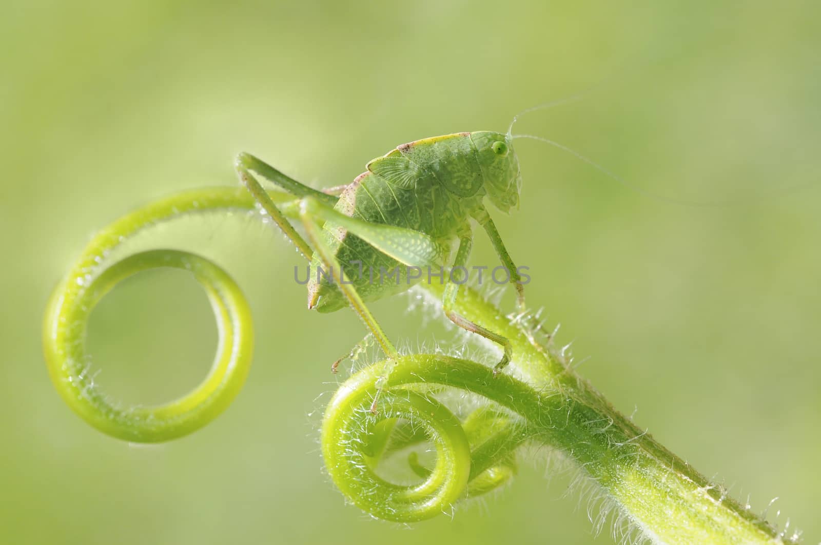 greater angle-wing katydid (Microcentrum rhombifolium) in late instar phase (juvenile)