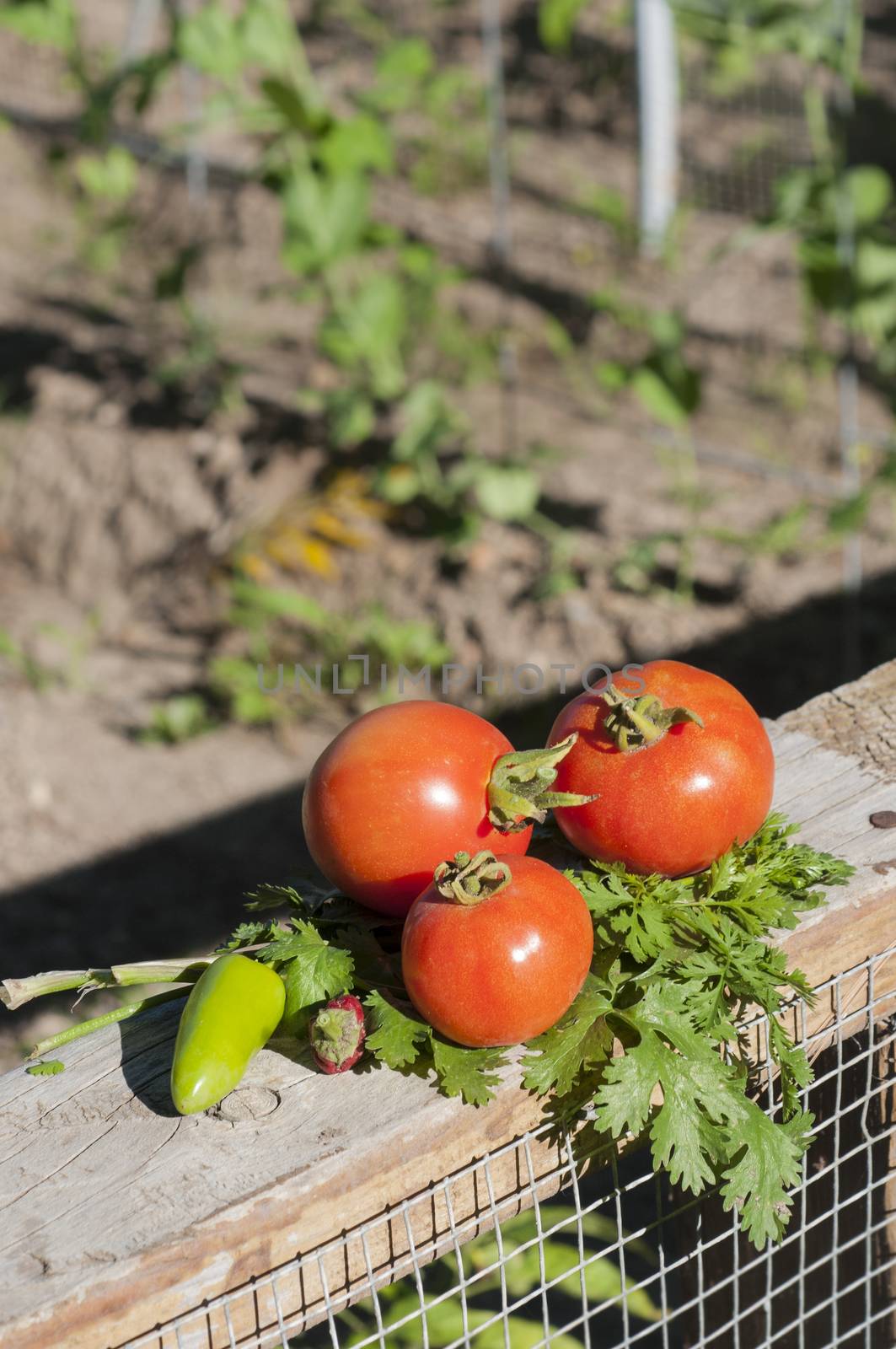 Fresh vegetables picked from a garden