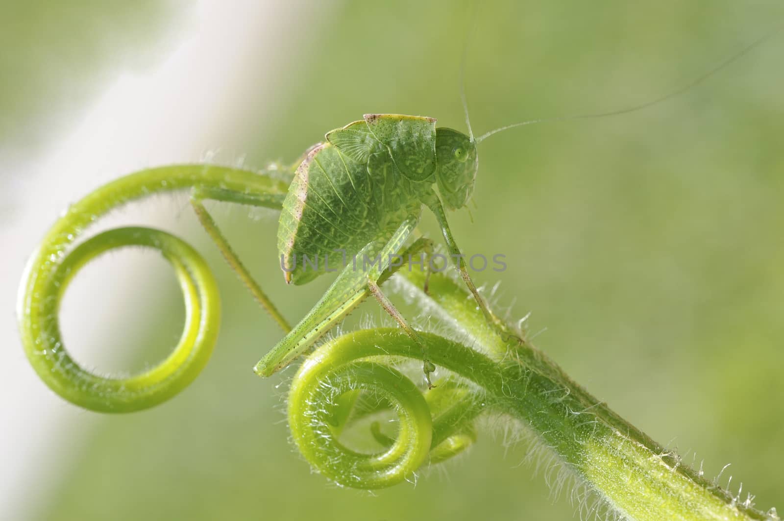 greater angle-wing katydid (Microcentrum rhombifolium) in late instar phase (juvenile)