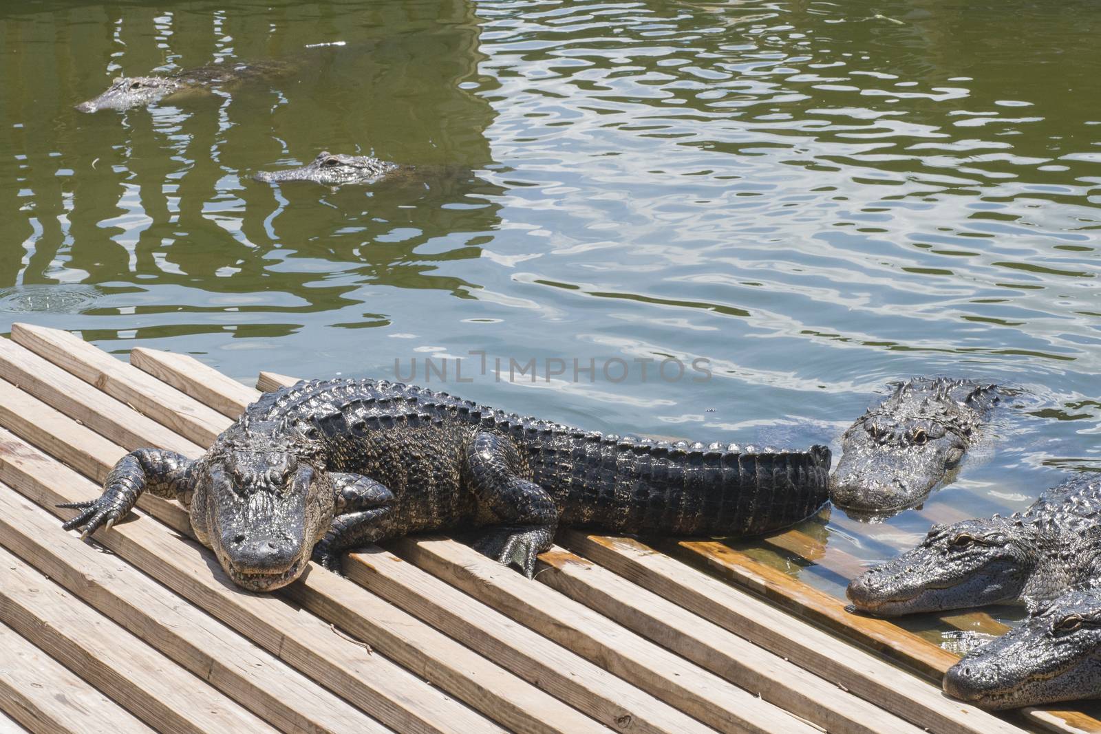 alligators in Florida tourism attraction by Njean