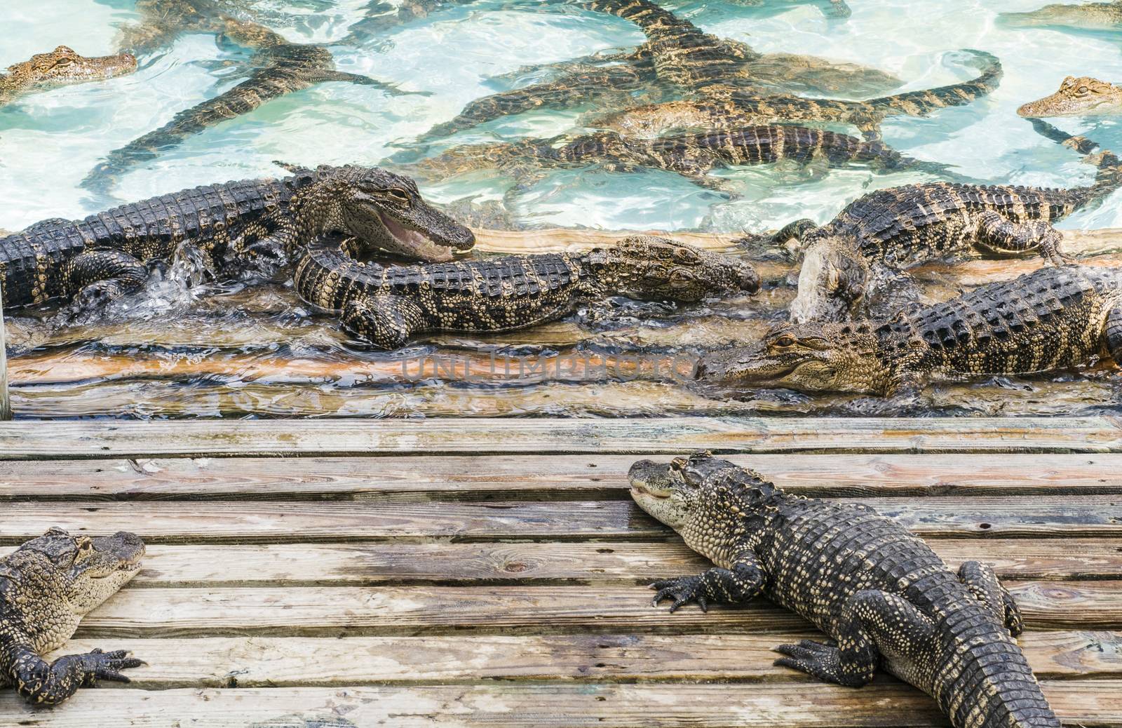 congregation of playful alligators in Florida tourism attraction by Njean