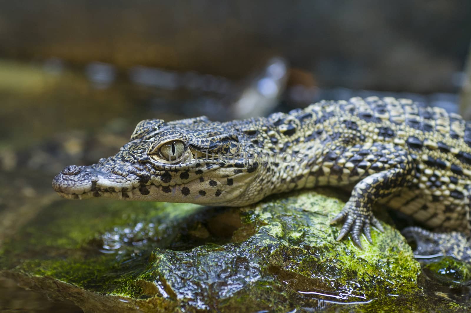 Captive baby nile crocodile (Crocodylus niloticus) by Njean