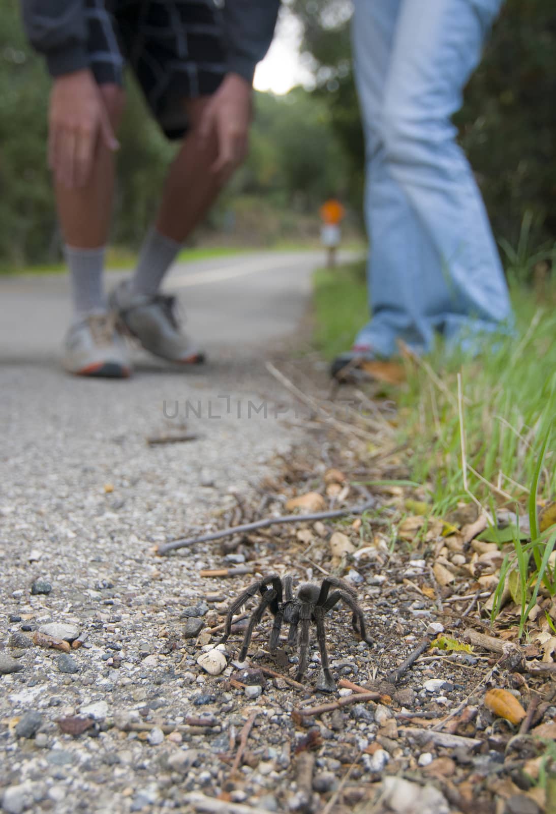 People looking at a wild tarantula seen on roadside in California