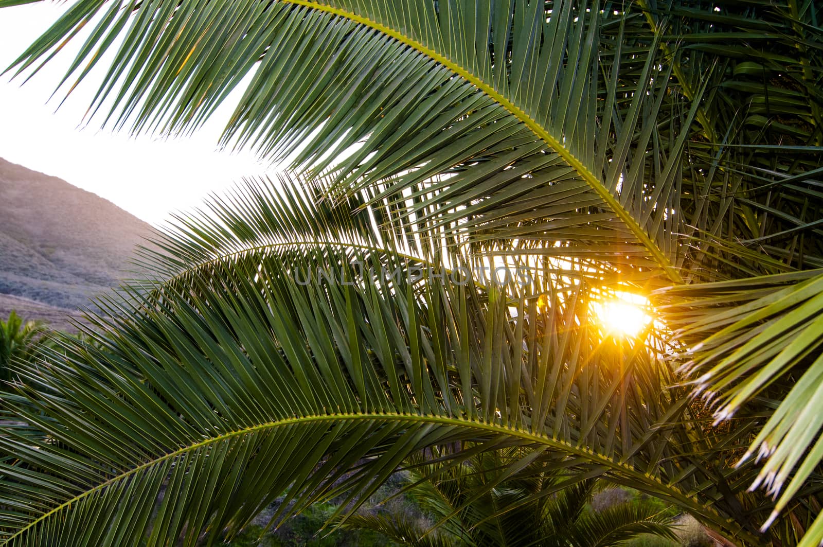 Palm tree branches backlit by setting sun