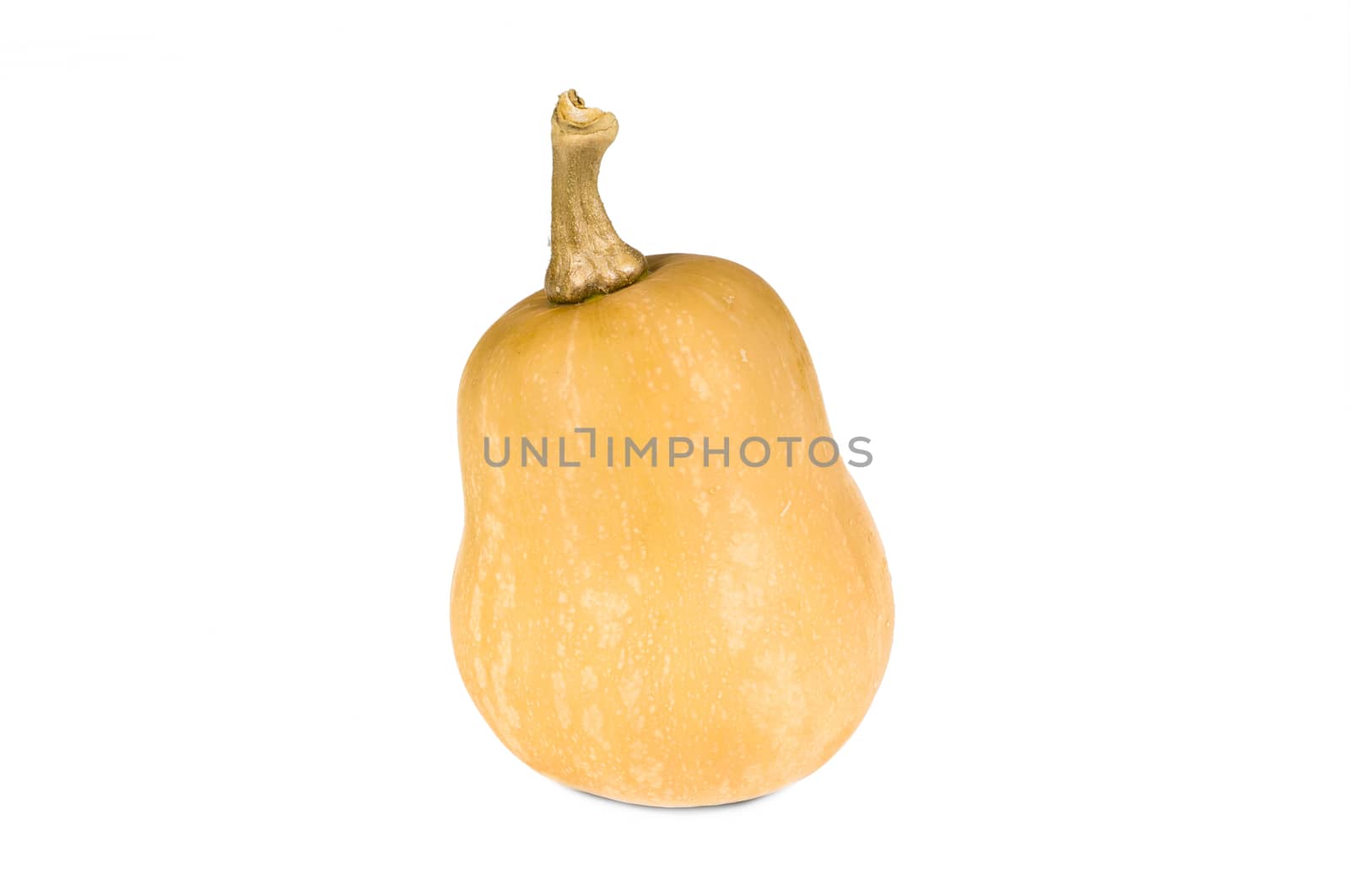 Butternut Squash (Cucurbita moschata) isolated against white background