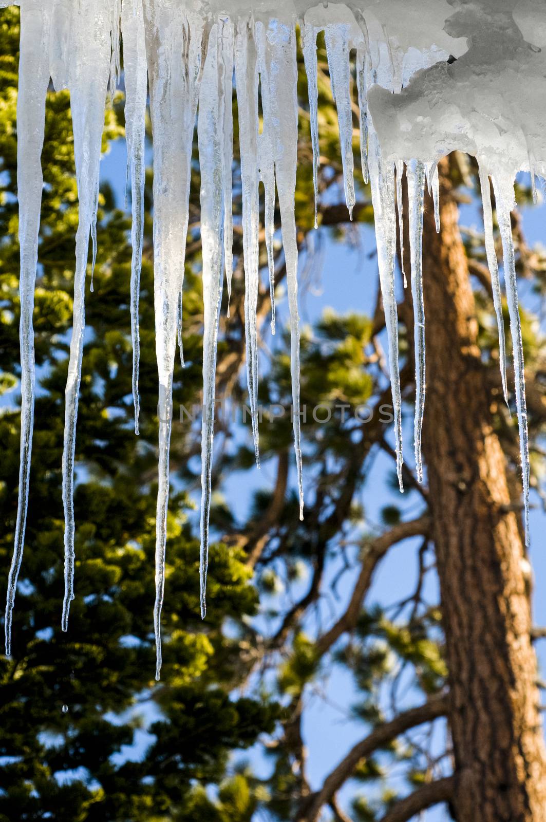 Hanging icicles by Njean