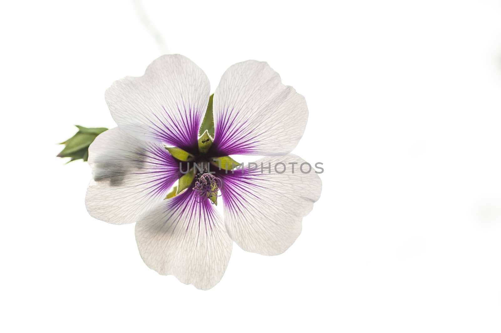 Hibiscus flower variety by Njean