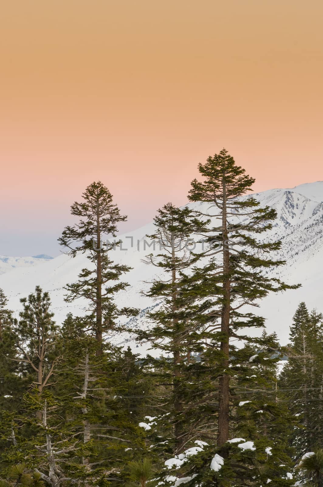 Sunset with pine trees and snow-capped mountains