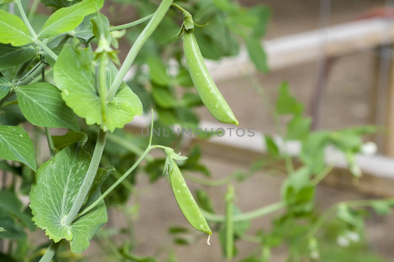Sugar snap peas (Pisum sativum var. macrocarpon) in the garden by Njean