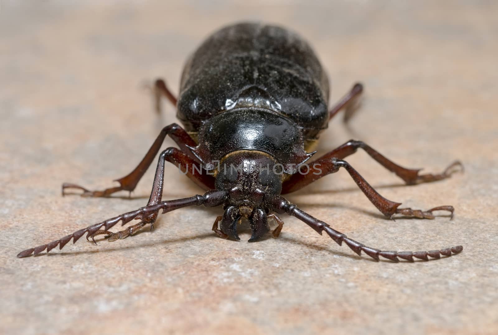 California prionus beetle (Prionus californicus) Male with conical antennae.