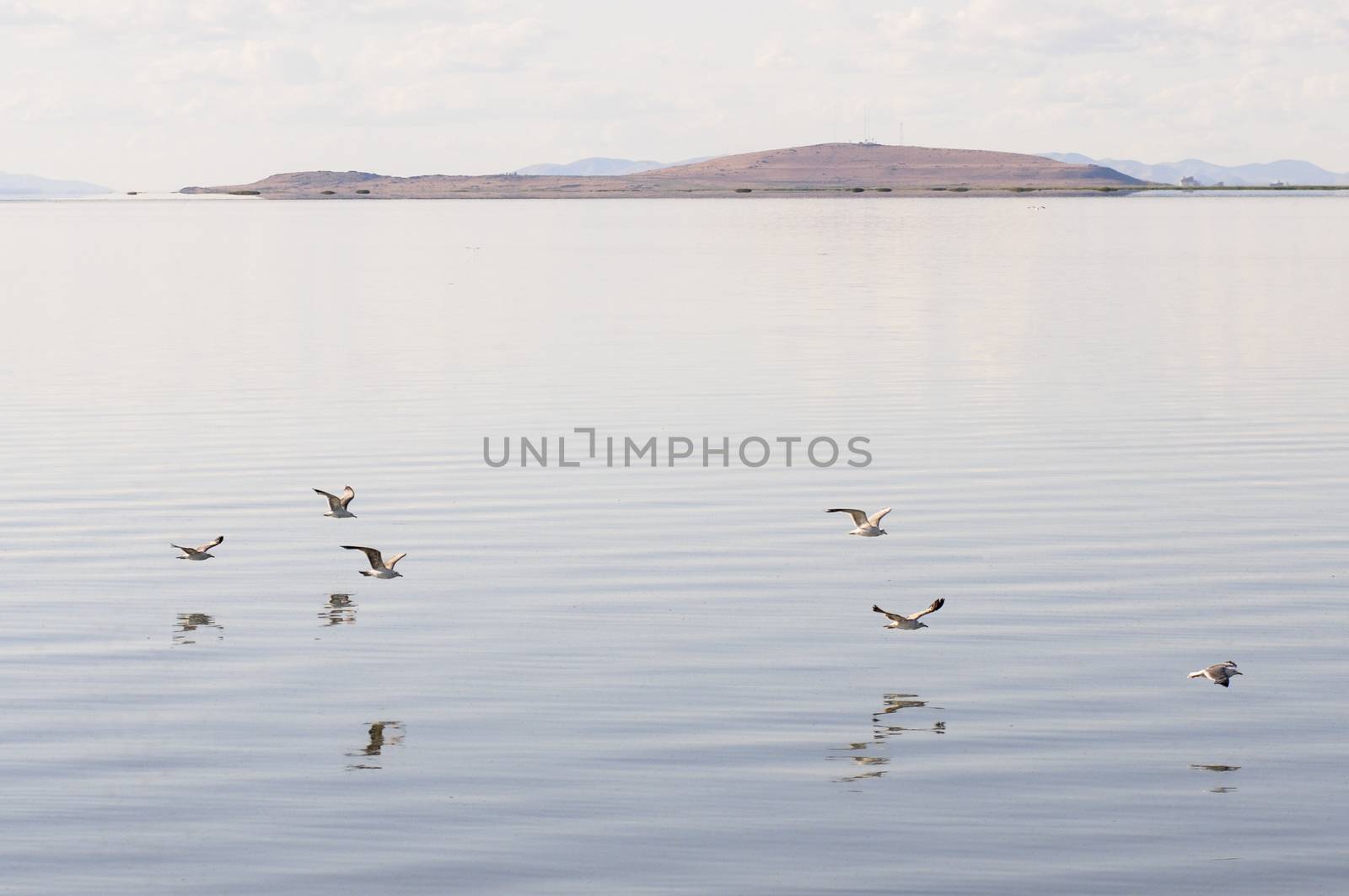 Gulls flying over the Great Salt Lake, Antelope Island State Park in Salt Lake City, Utah