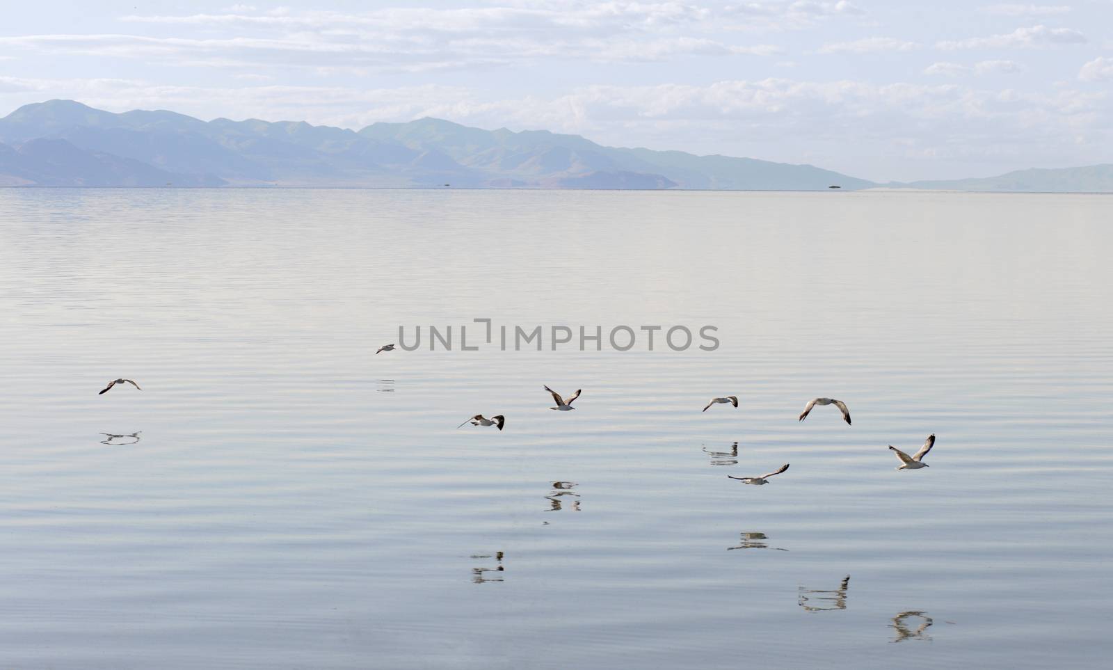 Gulls flying over the Great Salt Lake, Antelope Island State Park in Salt Lake City, Utah