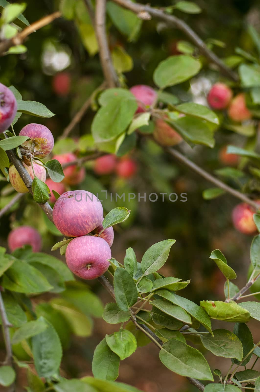 Ripe red apples on tree by Njean