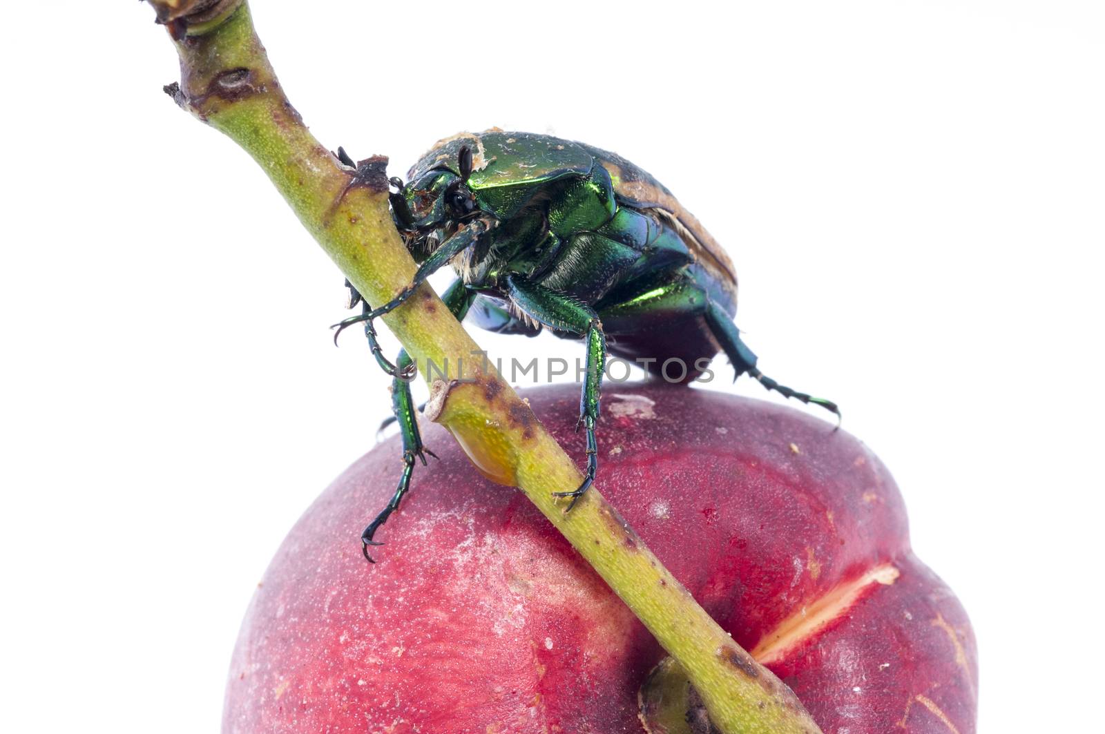 Mettalic green fig beetle (Cotinus texana) on apricot also called 'green fruit beetle', 'junebug', and 'figeater'). Common to the southwestern United States.