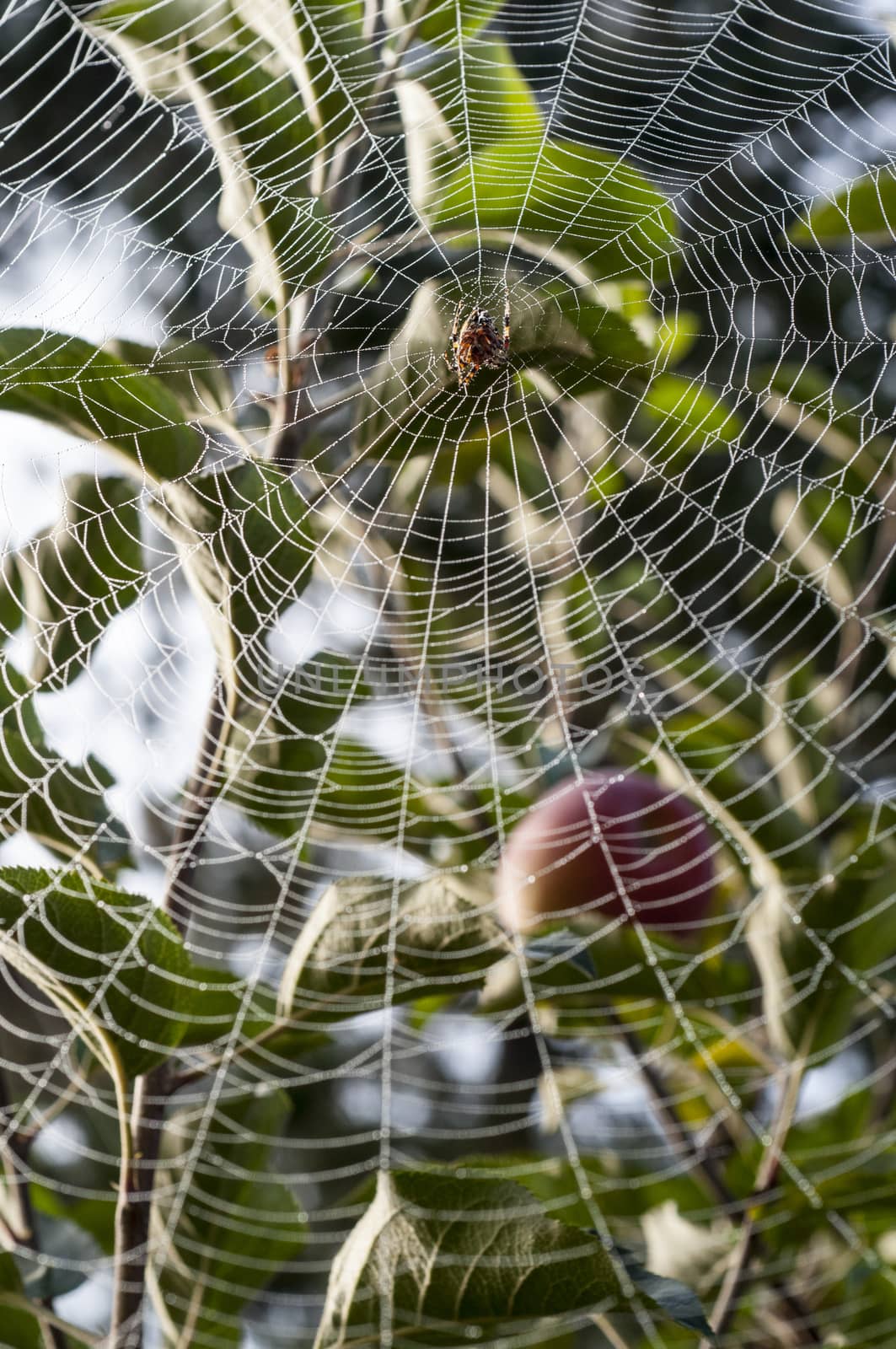 Spider hanging in center of web strung from trees with morning dew drops