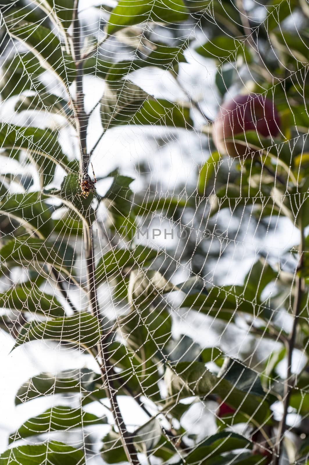 Spider hanging in center of web strung from trees with dew by Njean