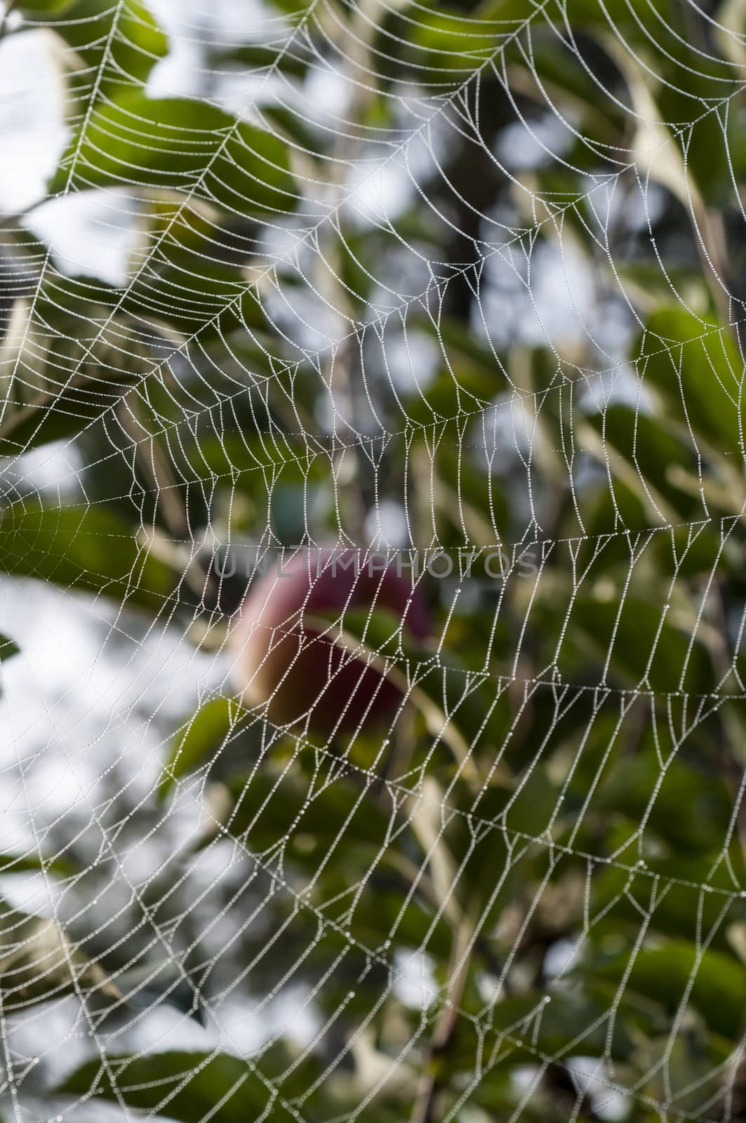 Spider's web hanging from trees with morning dew drops by Njean